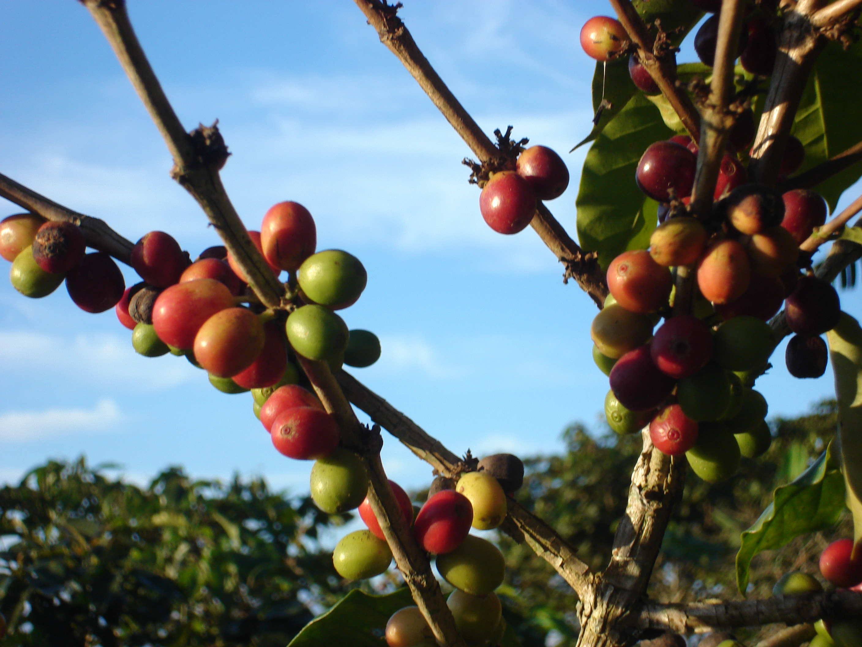 Kaffeebohnen blauer Himmel 3